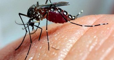 Dengue: Mais 85 casos confirmados em sete dias: Município decreta Situação de Emergência