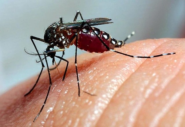 Dengue: Mais 85 casos confirmados em sete dias: Município decreta Situação de Emergência