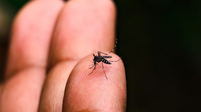 Dengue: Rio Pardo registra cinco mortes, três internações e 2.142 casos positivos da doença