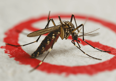 Dengue: Número de casos confirmados aumentou nos últimos dias