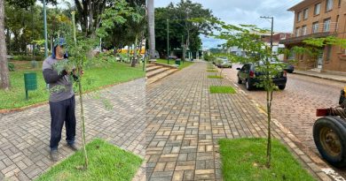 Pasta de Agricultura dará continuidade à rearborização no Centro: Árvores recebem manutenção