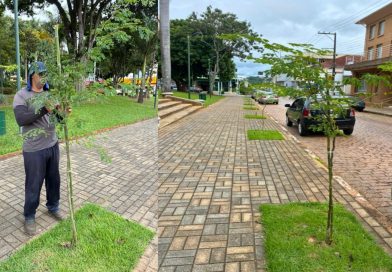 Pasta de Agricultura dará continuidade à rearborização no Centro: Árvores recebem manutenção