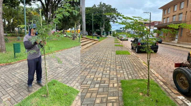 Pasta de Agricultura dará continuidade à rearborização no Centro: Árvores recebem manutenção