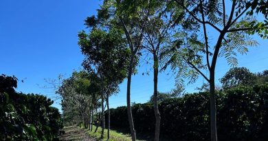 Cooxupé lidera iniciativa inédita no Brasil e viabiliza venda de créditos de carbono no café