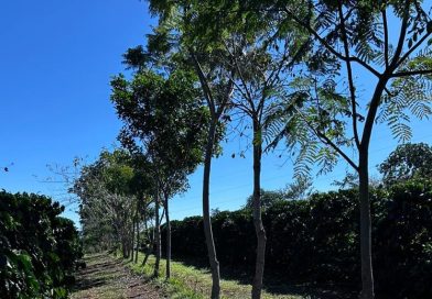 Cooxupé lidera iniciativa inédita no Brasil e viabiliza venda de créditos de carbono no café