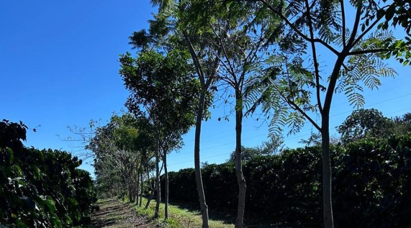 Cooxupé lidera iniciativa inédita no Brasil e viabiliza venda de créditos de carbono no café