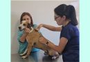 Saúde animal: Veterinária alerta à vacinação para prevenção da Cinomose
