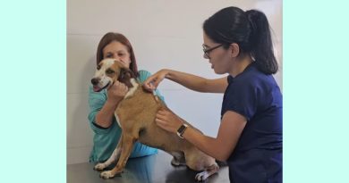 Saúde animal: Veterinária alerta à vacinação para prevenção da Cinomose