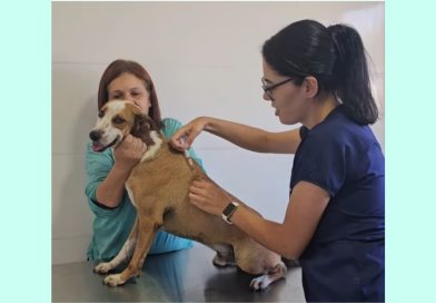 Saúde animal: Veterinária alerta à vacinação para prevenção da Cinomose