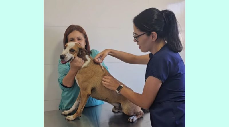 Saúde animal: Veterinária alerta à vacinação para prevenção da Cinomose